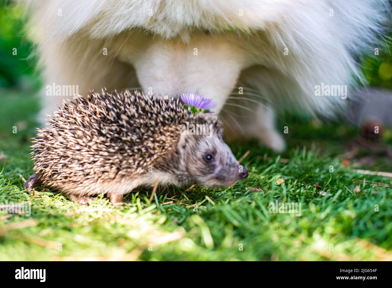 Ein Igel auf dem grünen Gras wird von einem Hund mit Gänseblümchen schnüffelt Stockfoto