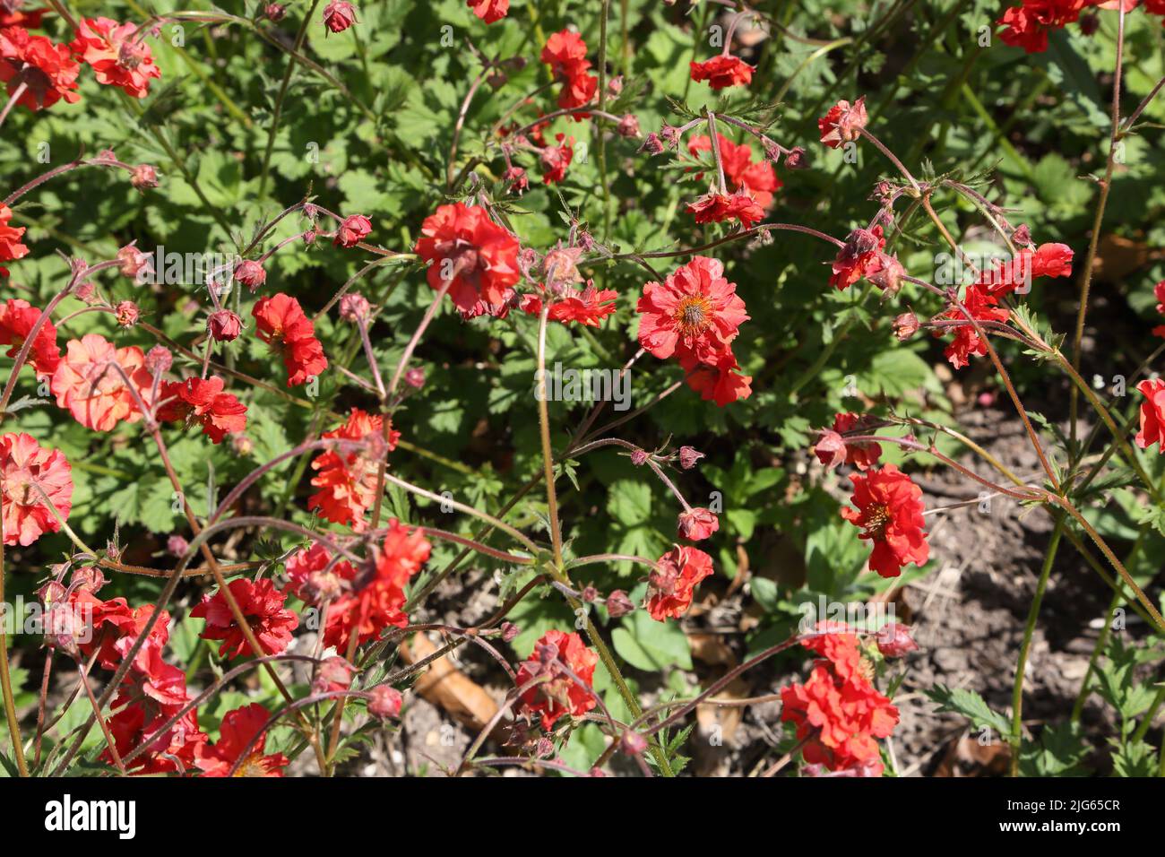 Geum Scarlet Tempest Sir Harold Hillier Gardens Ampfield Romsey Hampshire England Stockfoto