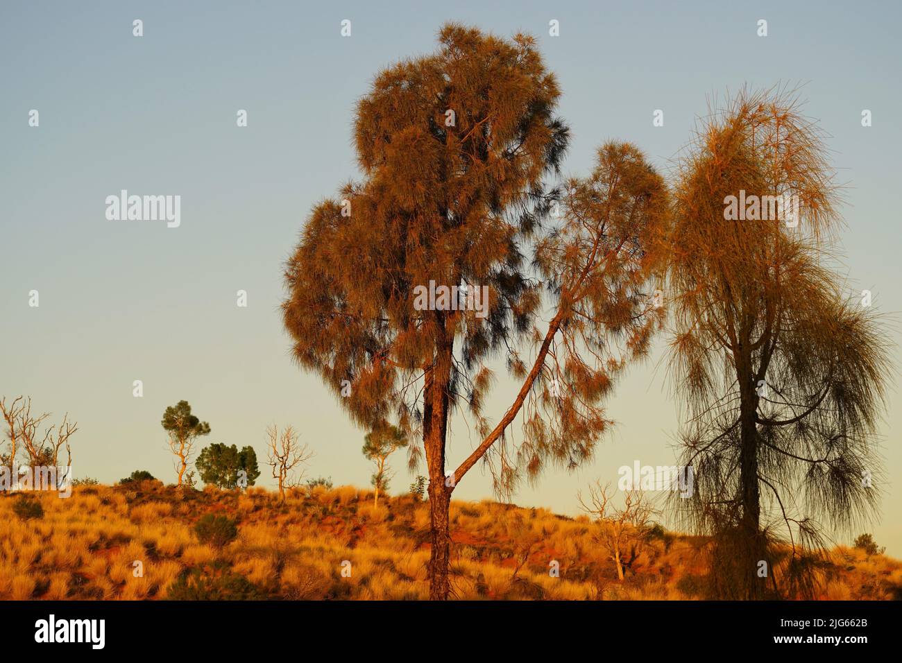 Morgenlicht beleuchtet eine australische Wüstenlandschaft mit Akazienbäumen Stockfoto