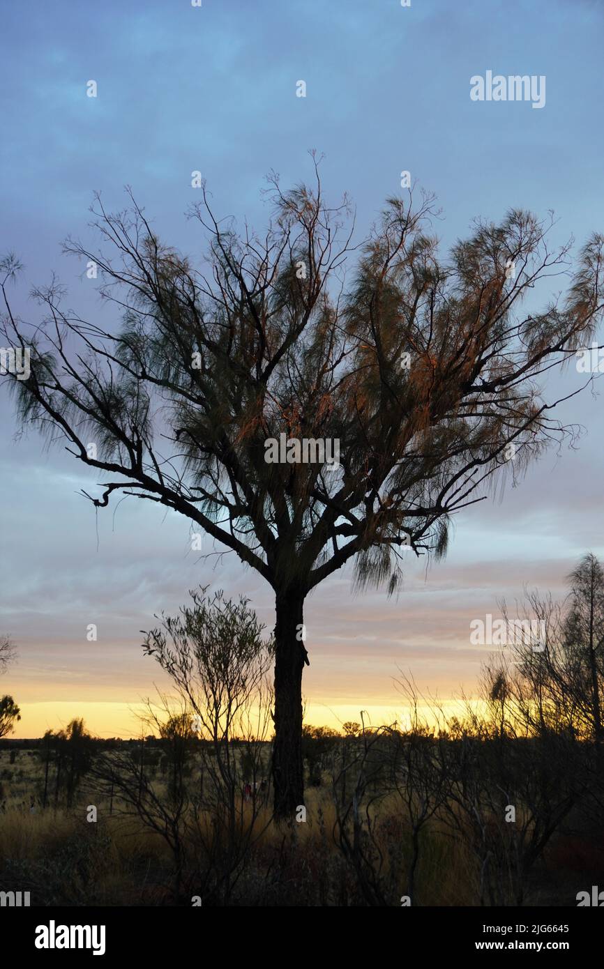 Erste Sonnenstrahlen erleuchten einen Akazienbaum im australischen Outback Stockfoto