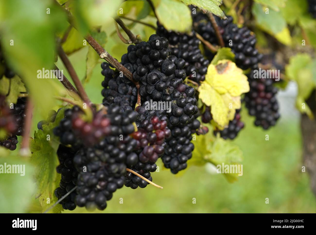 Datei Foto vom 12/10/21 von Pinot Meunier Trauben auf einer Rebe. Der Klimawandel wird das Potenzial für die Weinproduktion im Vereinigten Königreich erhöhen und es den Erzeugern ermöglichen, sich in neue Produkte zu verzweigen, hat eine Studie ergeben. Ausgabedatum: Freitag, 8. Juli 2022. Stockfoto