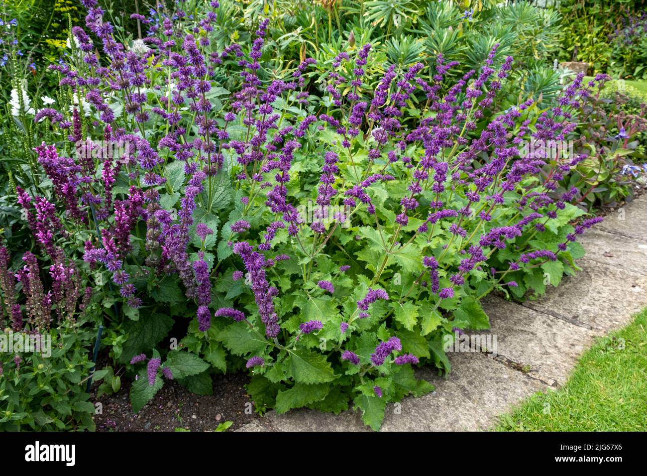 Bepflanzung im Bourton House Gardens, Morton in Marsh. Marktstadt in den Cotswolds, Gloucestershire, England, großbritannien Stockfoto