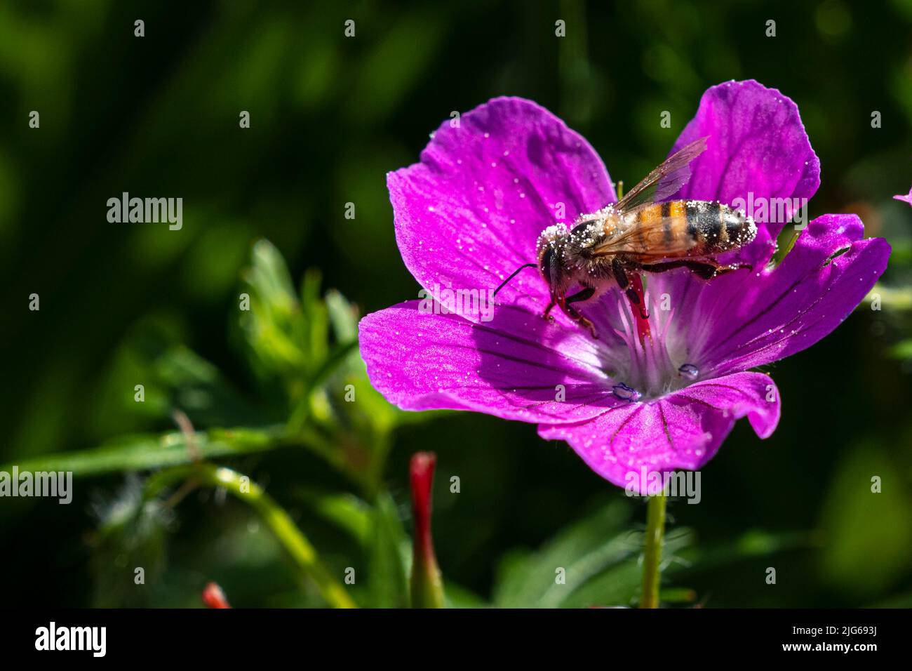 Honigbiene sammelt Nektar und Pollen auf einer violetten Malve-Blüte Stockfoto