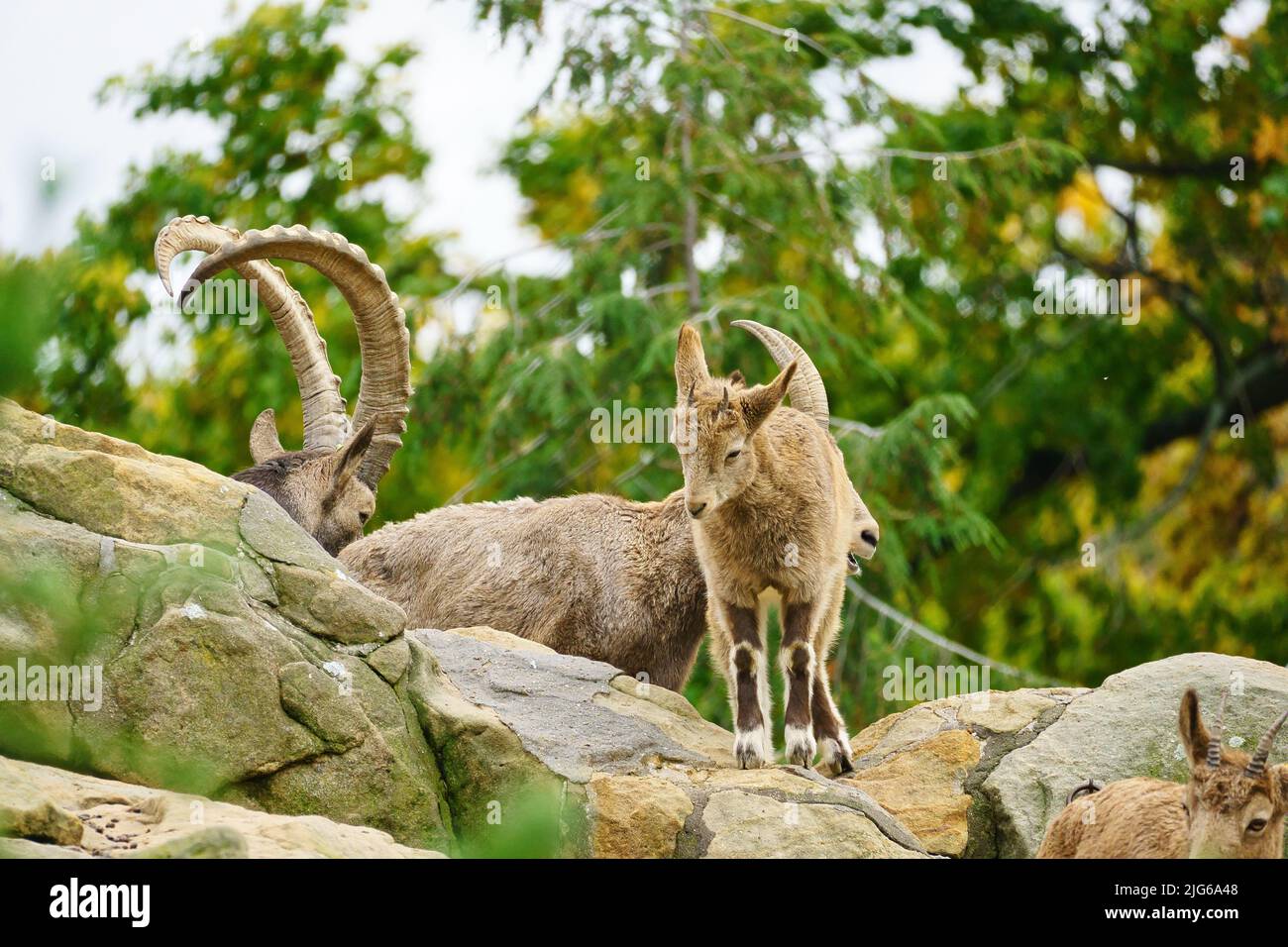 Steinbock Familie auf Felsen in der Natur. Großes Horn bei Säugetieren. Huftiere klettern über die Berge. Tierfoto Stockfoto