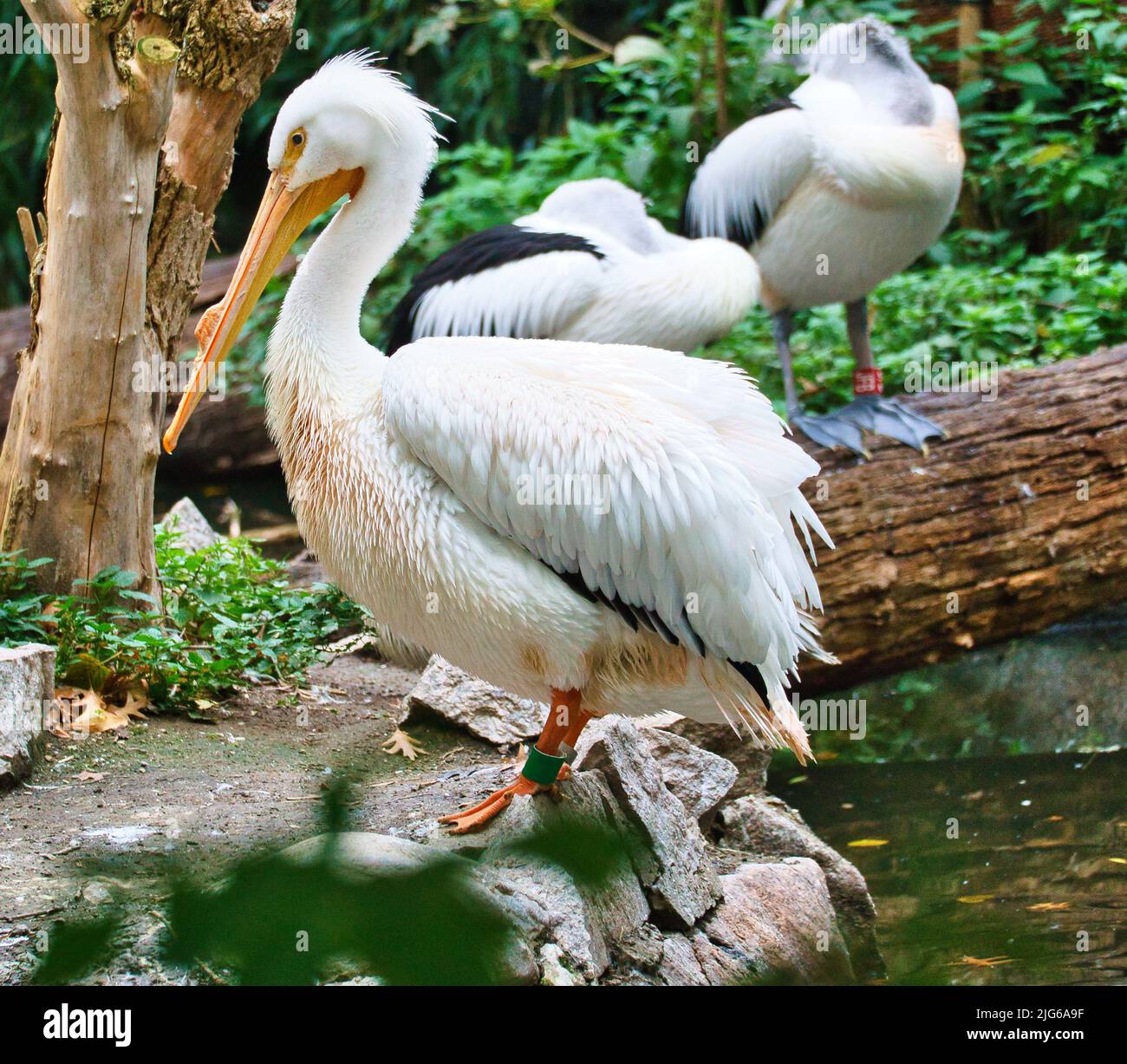 Pelican im Porträt. Weißes Gefieder, großer Schnabel, in einem großen Meeresvögel. Tierfoto Stockfoto