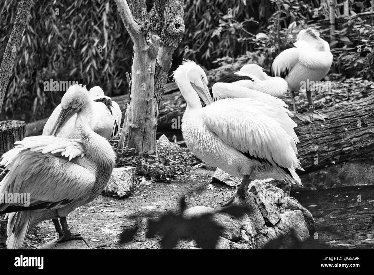 Pelican im Porträt. Weißes Gefieder, großer Schnabel, in einem großen Meeresvögel. Tierfoto Stockfoto