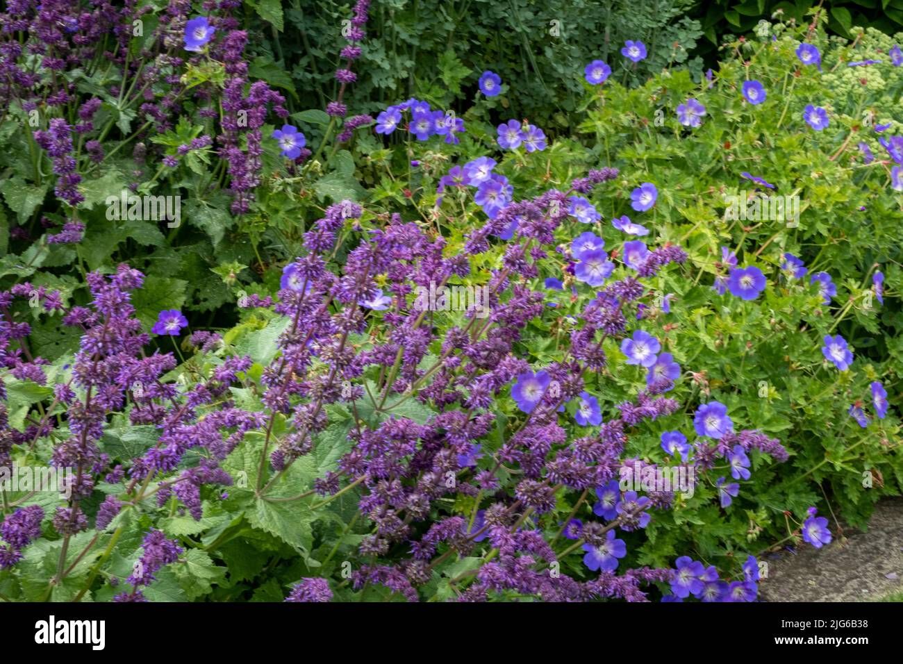 Bepflanzung im Bourton House Gardens, Morton in Marsh. Marktstadt in den Cotswolds, Gloucestershire, England, großbritannien Stockfoto