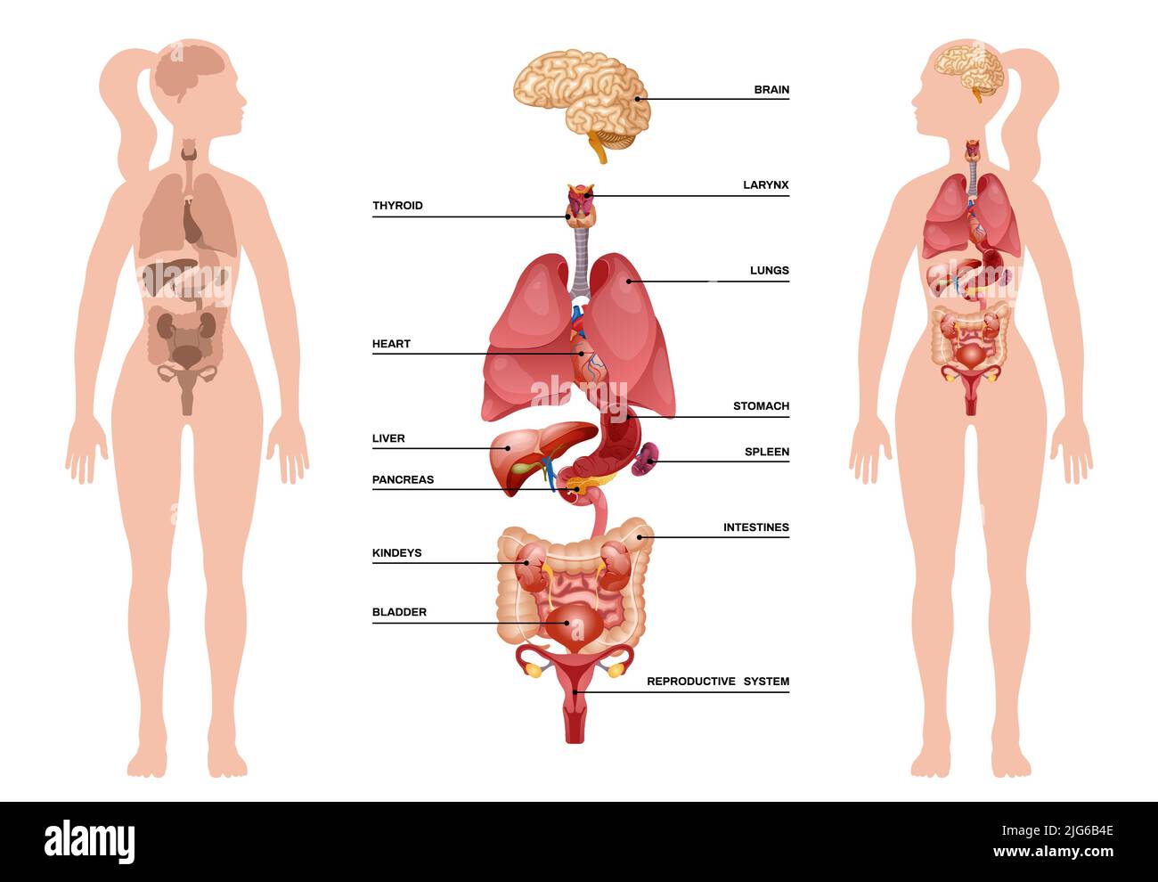 Infografik zu inneren menschlichen Organen mit dem Körper der Frau und den inneren Organen vom Gehirn bis zum Fortpflanzungssystem Beschreibungen Vektordarstellung Stock Vektor