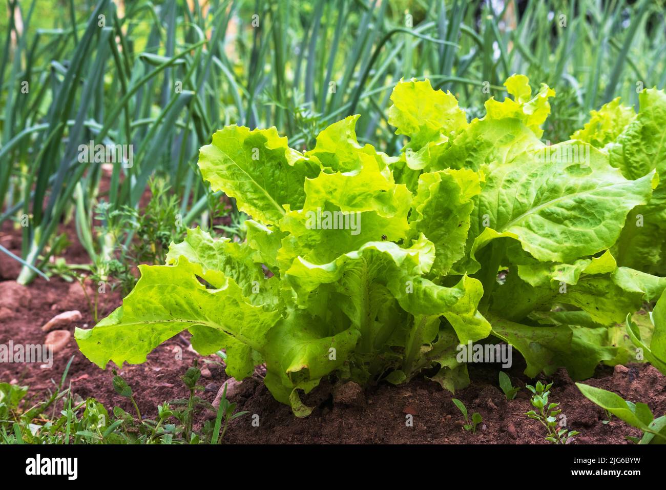 Vegetarische Bio-Produkte im Garten, grüne Salatblätter Stockfoto