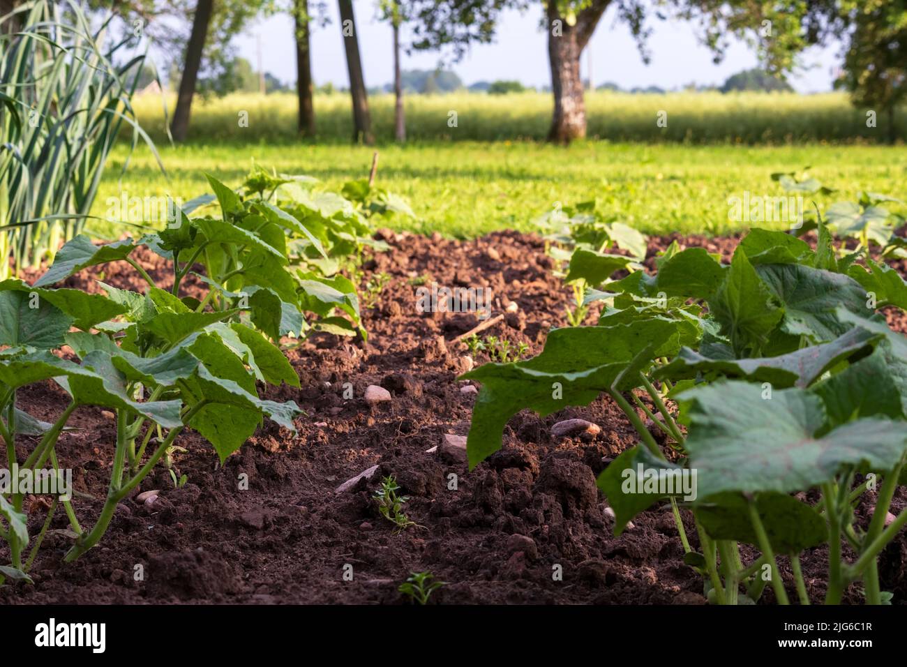 Vegetarische Bio-Produkte im Garten Stockfoto