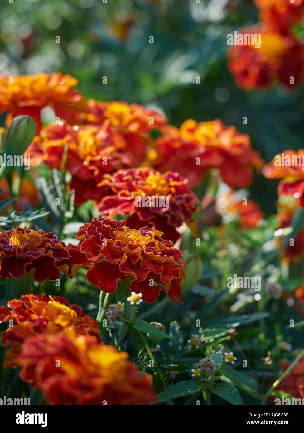 Tagetes erecta Zier- und Heilpflanze mit orangen und gelben Blüten. Stockfoto