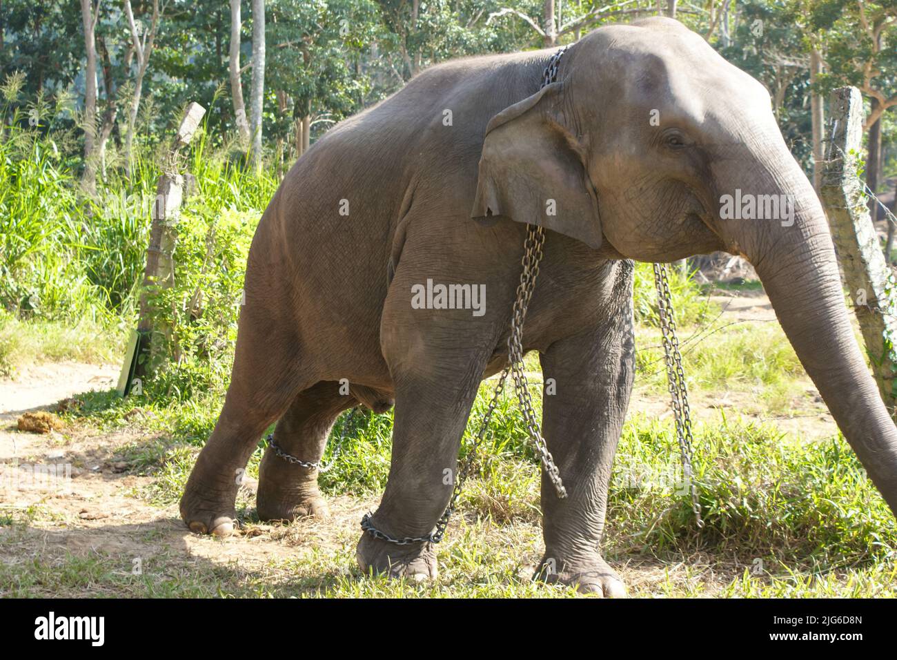 Elefant in freier Wildbahn, im Wald verkettet, im Park. Tiermissbrauch Stockfoto