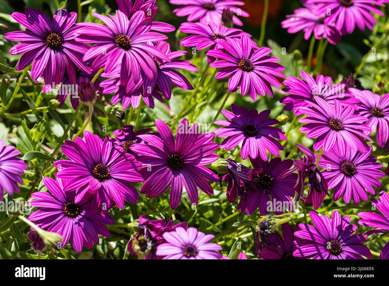 Lila Osteospermum fruticosum (afrikanische Gänseblümchen) im Sommer. Florale Tapete Hintergrund. Home Gartenarbeit, Gartenpflege Stockfoto