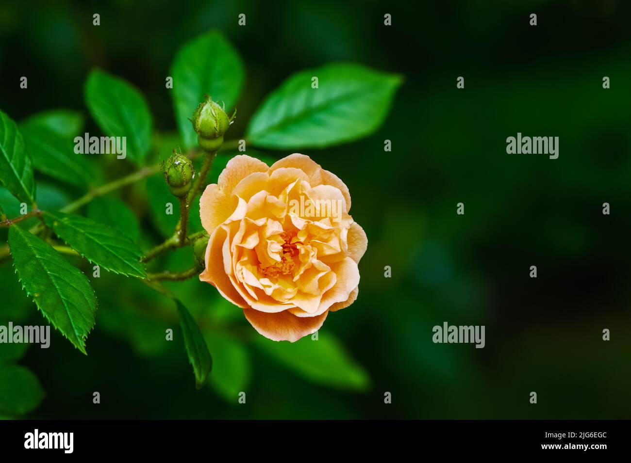 Blüte eines orange wandernden Rosenblütenbusches Stockfoto