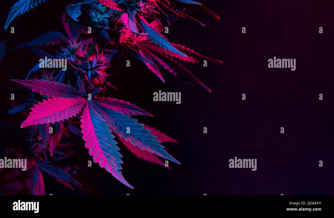Banner mit purpurfarbenem Blatt auf schwarzem Hintergrund und leerem Platz für Text. Hintergrund mit großen hellen bunten Marihuana-Blätter aus der Nähe. Wunderschön Stockfoto