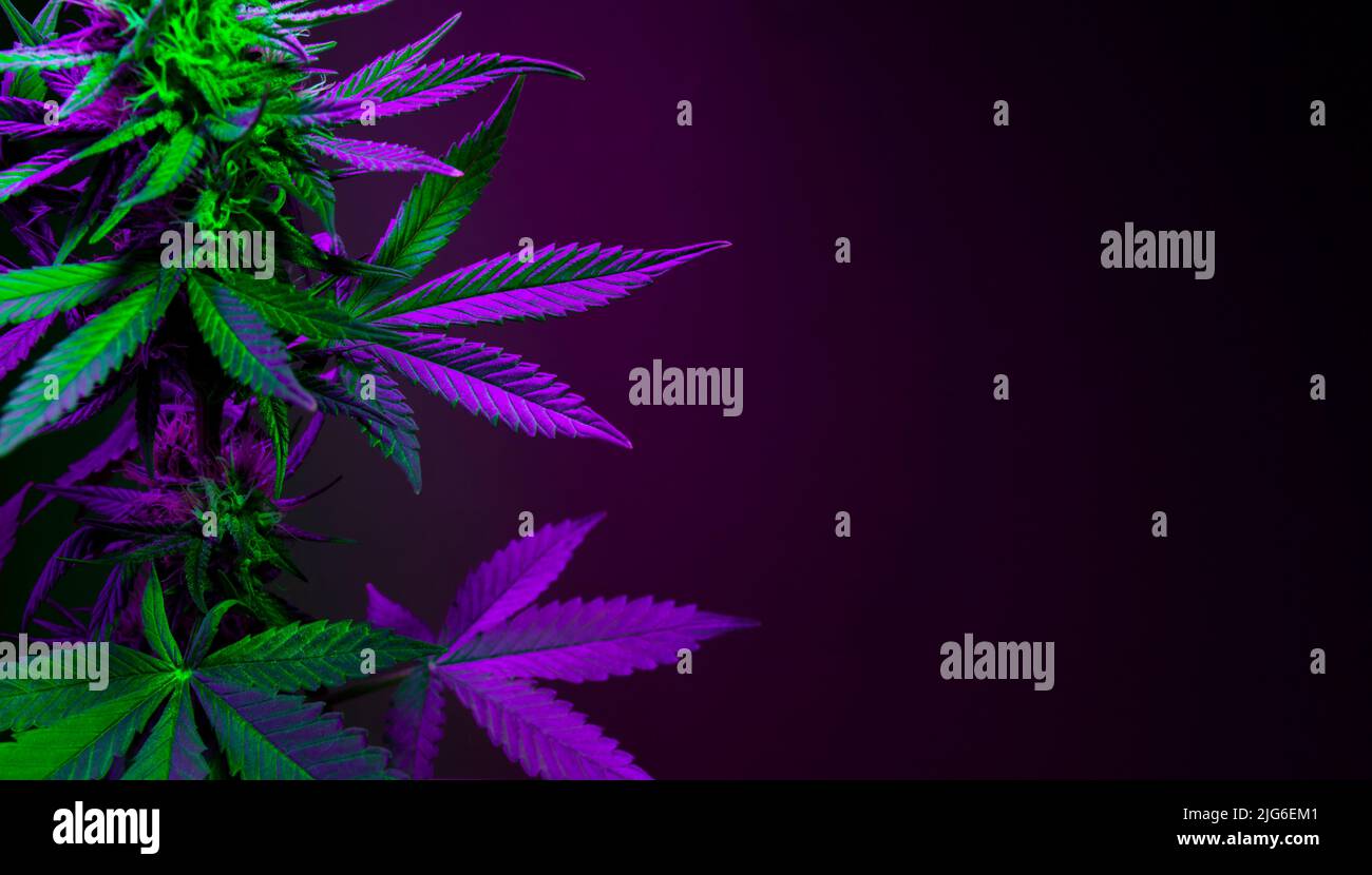 Lila Marihuana Blätter auf einem dunklen Hintergrund. Banner mit großen violetten Cannabisblättern und leerem Platz für Text. Lila und grüne Cannabisblüten clo Stockfoto