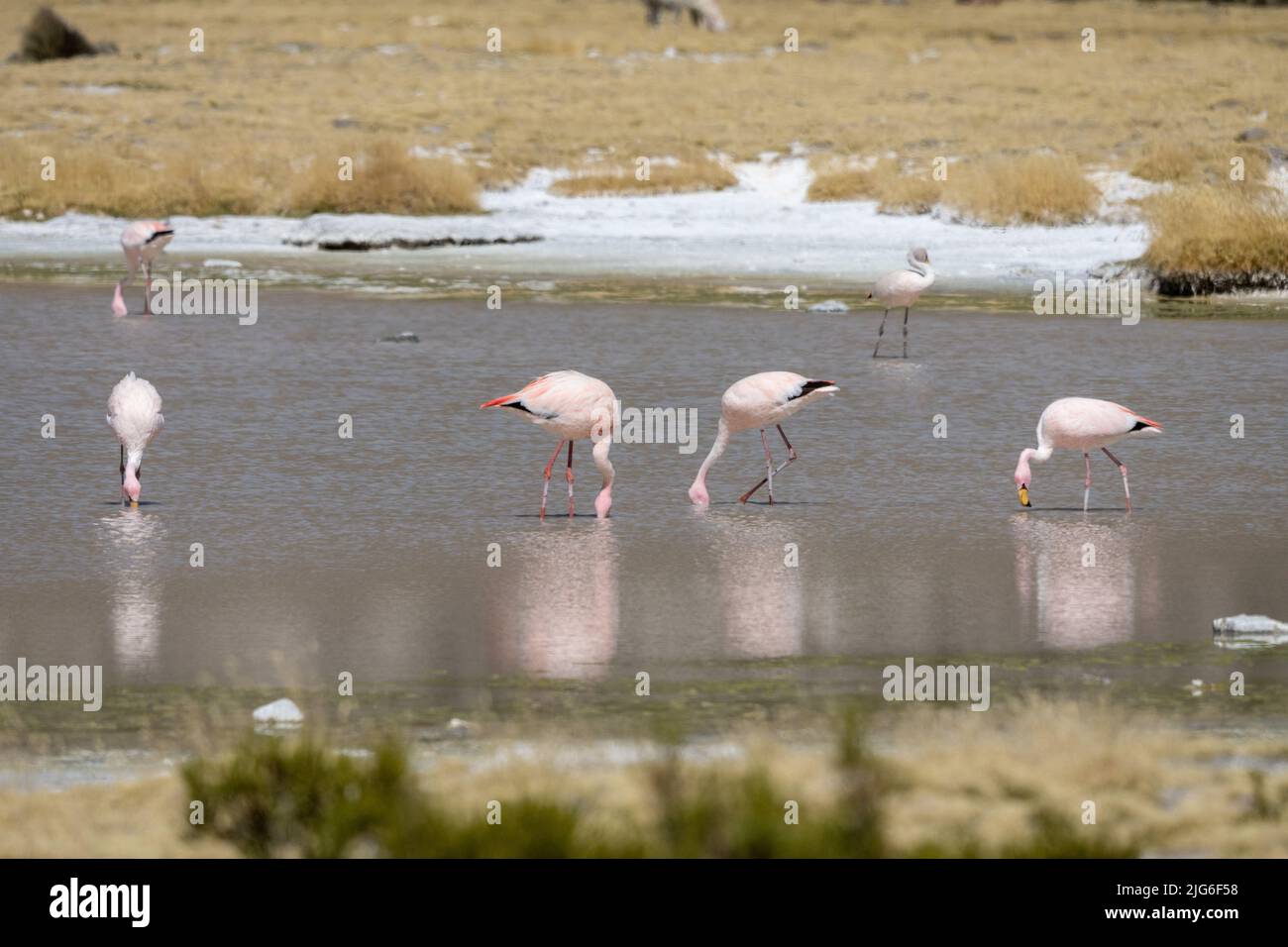 Eine Herde von James's Flamingos ernährt sich in einer Lagune auf dem andenaltiplano im Lauca Nationalpark im Nordosten Chiles. Stockfoto