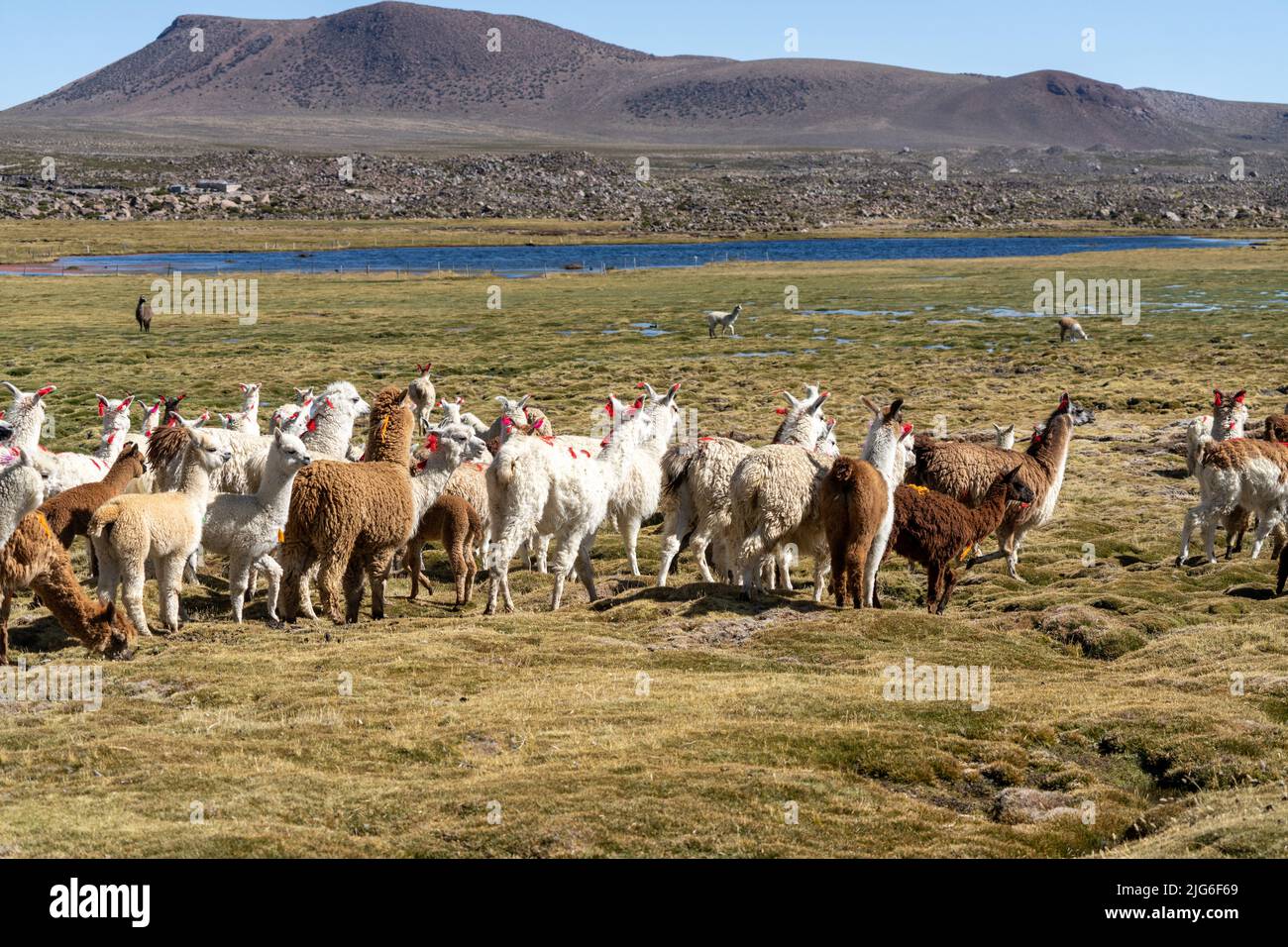 Eine gemischte Herde heimischer Alpakas und Lamas, die in einem Bofedal- oder Feuchtgebiet im Lauca-Nationalpark in Chile grasen. Stockfoto