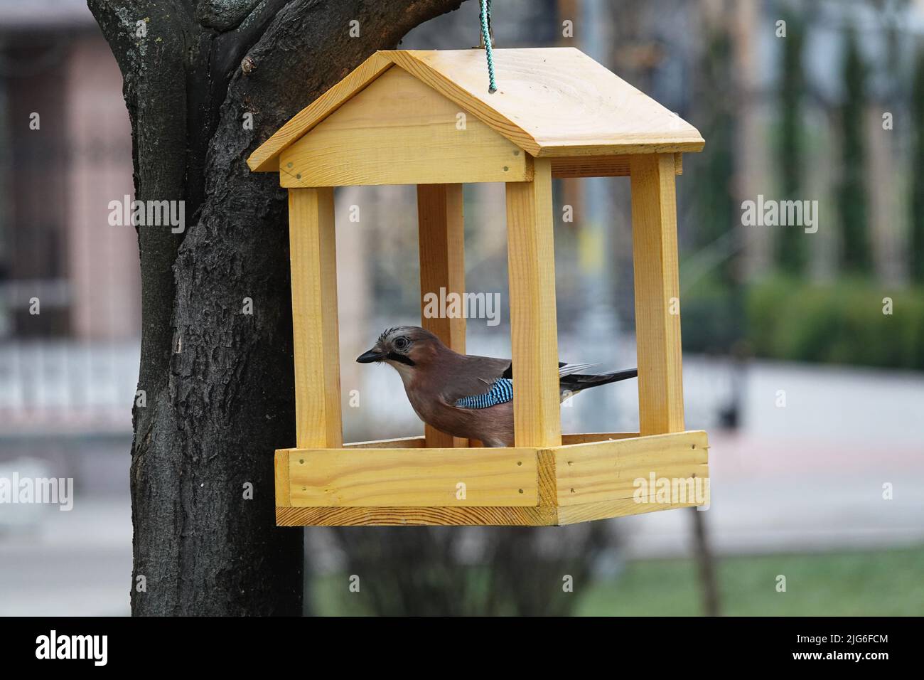 Während der Fütterung sitzt ein eichelhäher in einem Futterhäuschen auf einem Baum Stockfoto