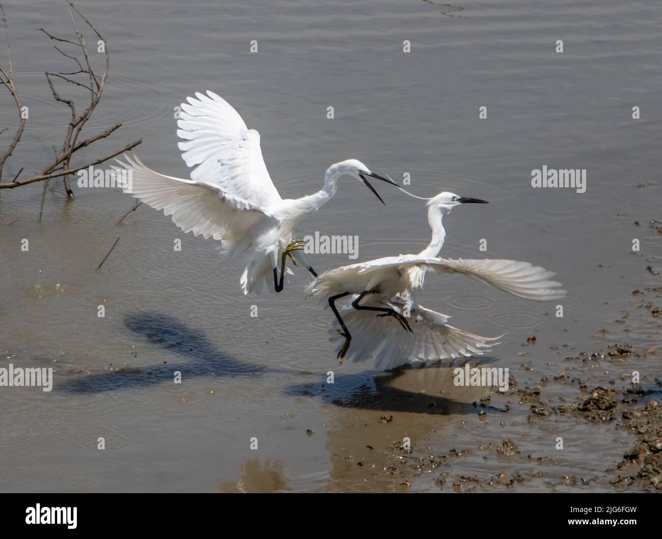 Zwei Reiher Arten der kleinen Reiher (Egretta garzetta) kämpfen um Gebiet, die Küste von Thailand. Stockfoto