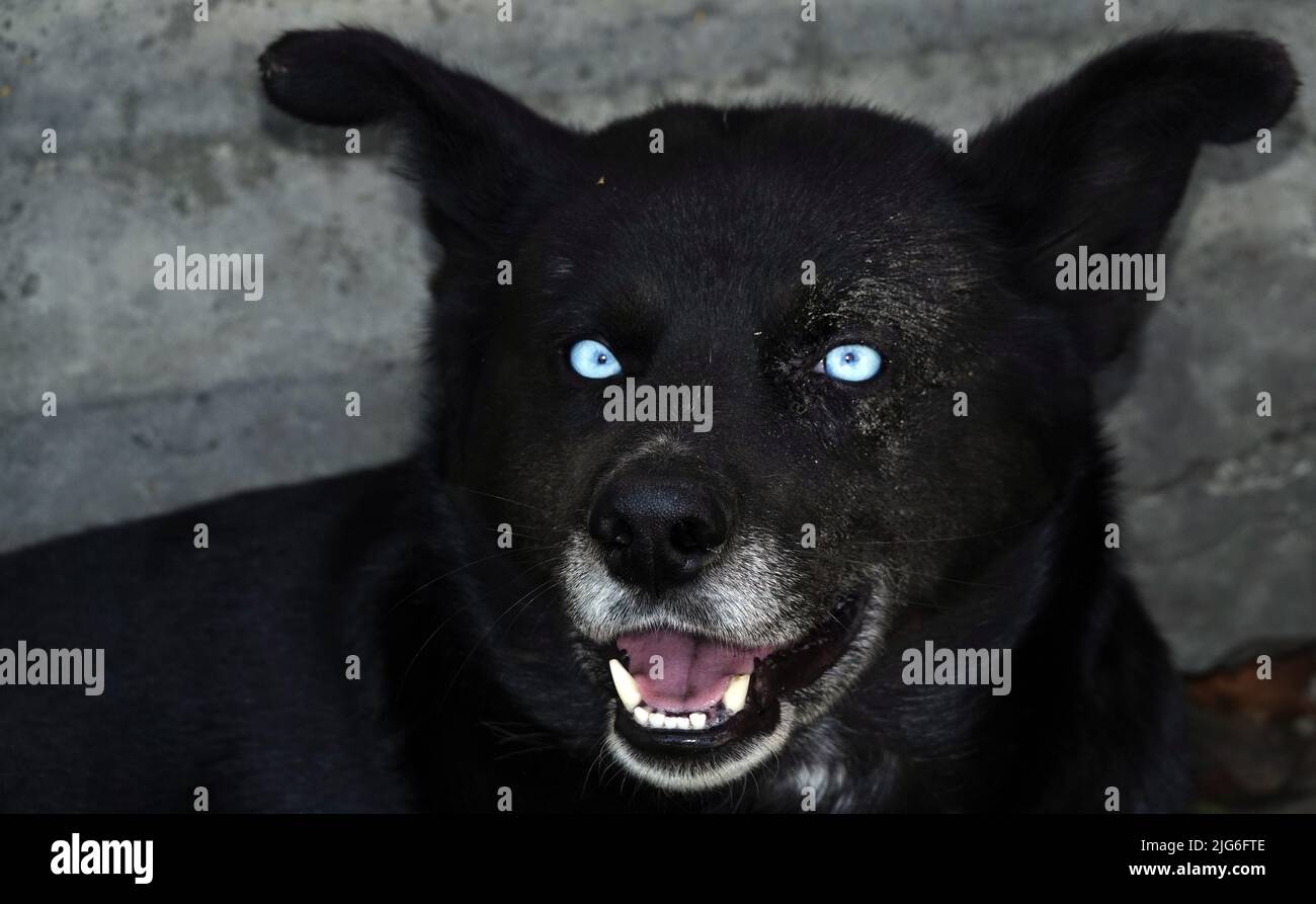 Kiew, Ukraine 13. April 2020: Ein Hund ähnlich dem Dämon, schwarze Farbe und weiß-blaue Augen Stockfoto