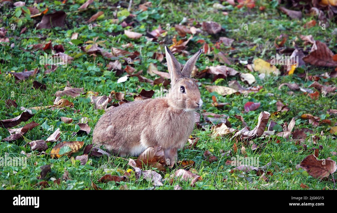 Hase frisst Gras auf der Wiese Stockfoto