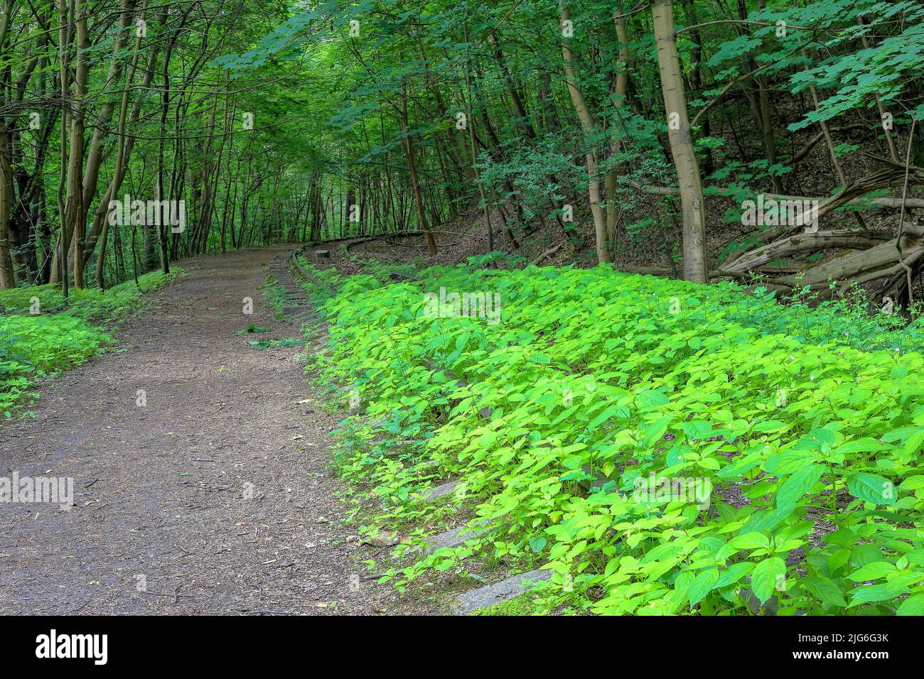 Alte, verlassene Bahngleise im Wald überwuchert mit Vegetation in Polen Stockfoto
