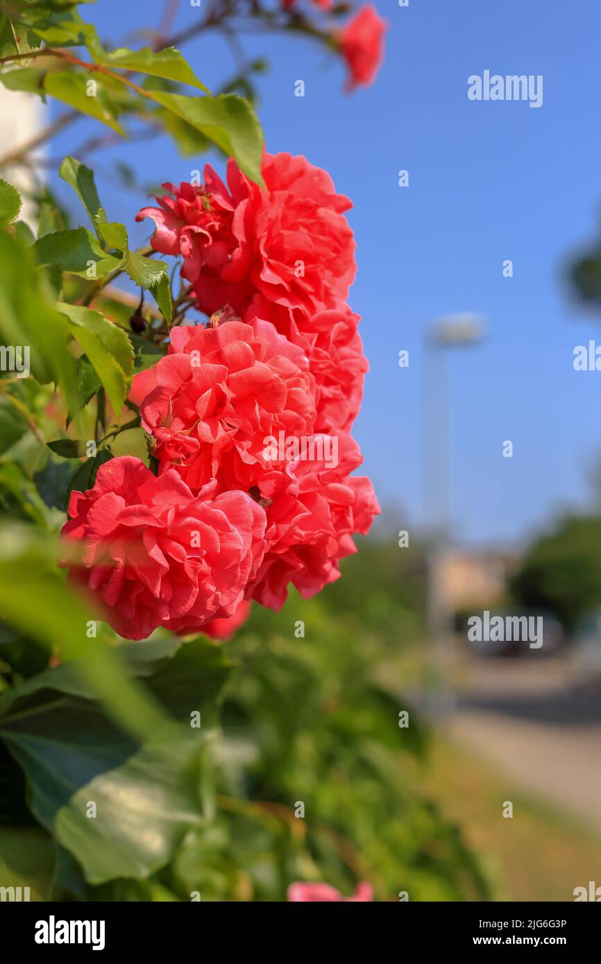 Rosa Rosen am blauen Himmel in Polen Stockfoto