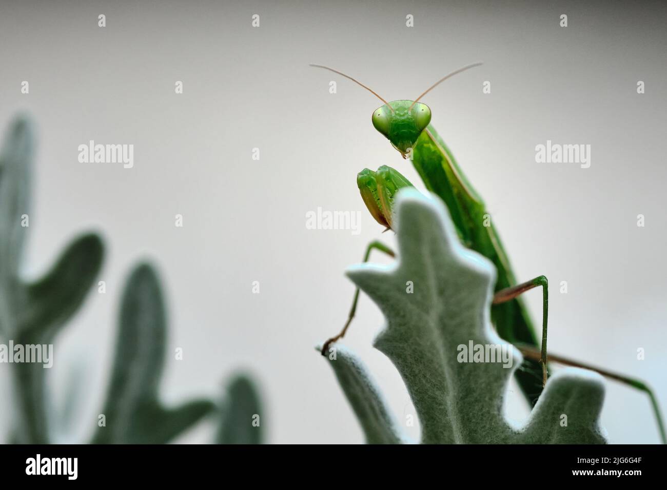 Eine europäische Gottesanbeterin (Mantis religiosa) auf einer staubigen Müllerpflanze (jacobaea maritima) Stockfoto