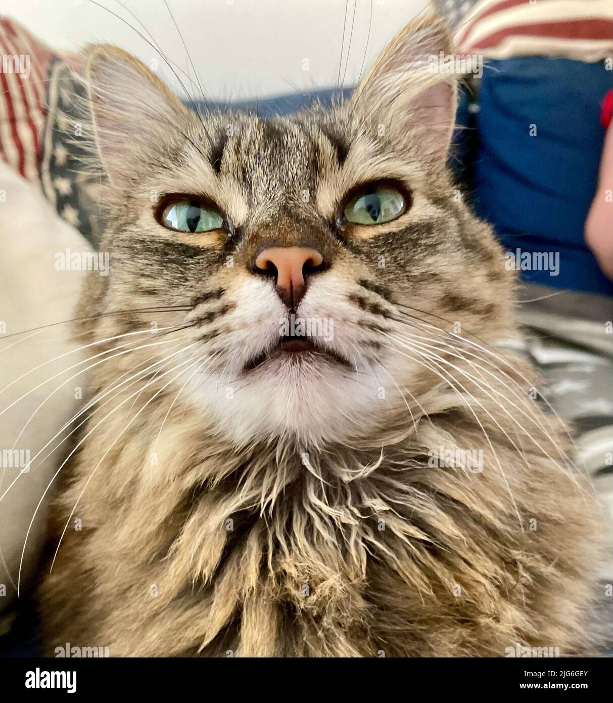 Eine kleine Katze, die ihren Menschen mit ihren großen grünen Augen anschaut Stockfoto