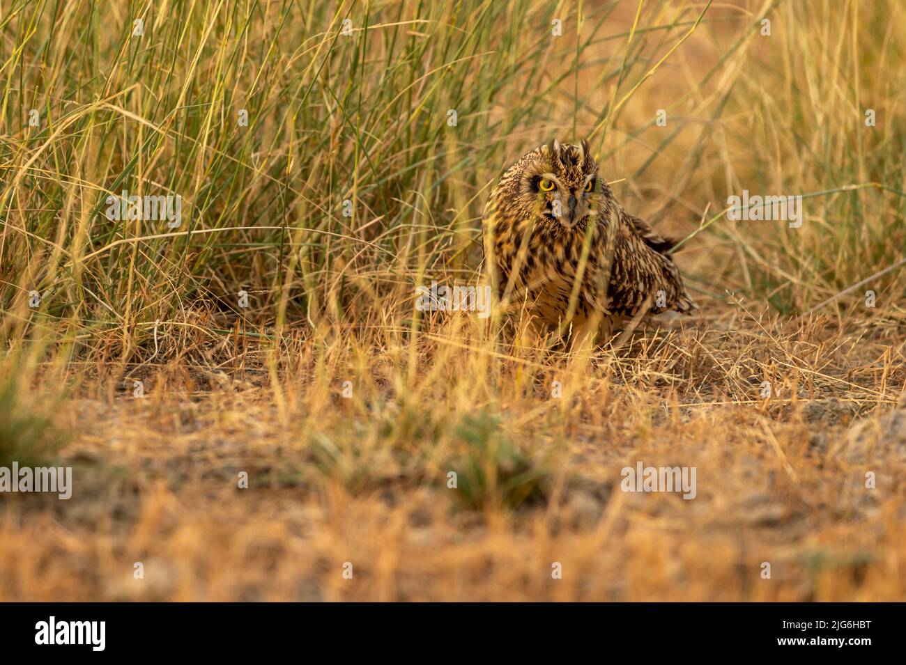 Tarnung Wilde Kurzohreule oder ASIO-Flammeus-Vogelportrait auf dem Boden im Gras im Waldreservat oder im Nationalpark Indiens asiens Stockfoto