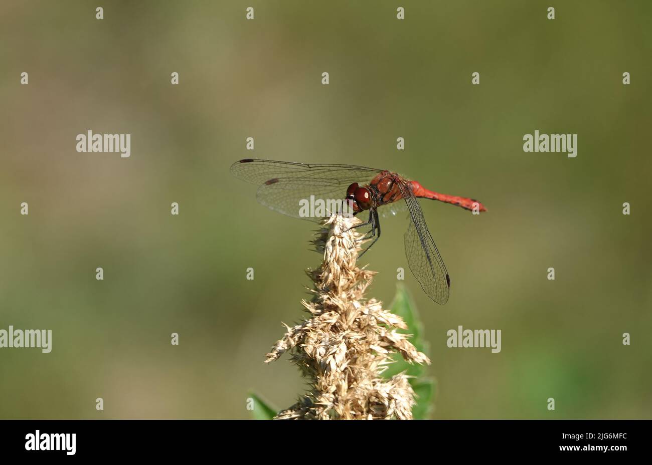Die Fliege Safran rot lebt in den ukrainischen Wäldern Stockfoto