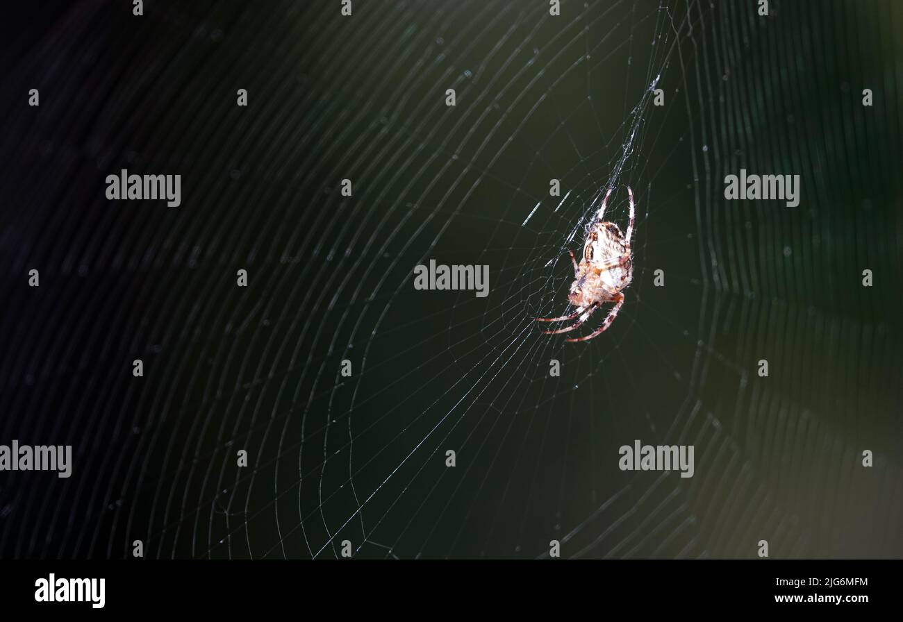 Spider Common Cross sitzt auf einem Netz, das in den ukrainischen Wäldern lebt Stockfoto