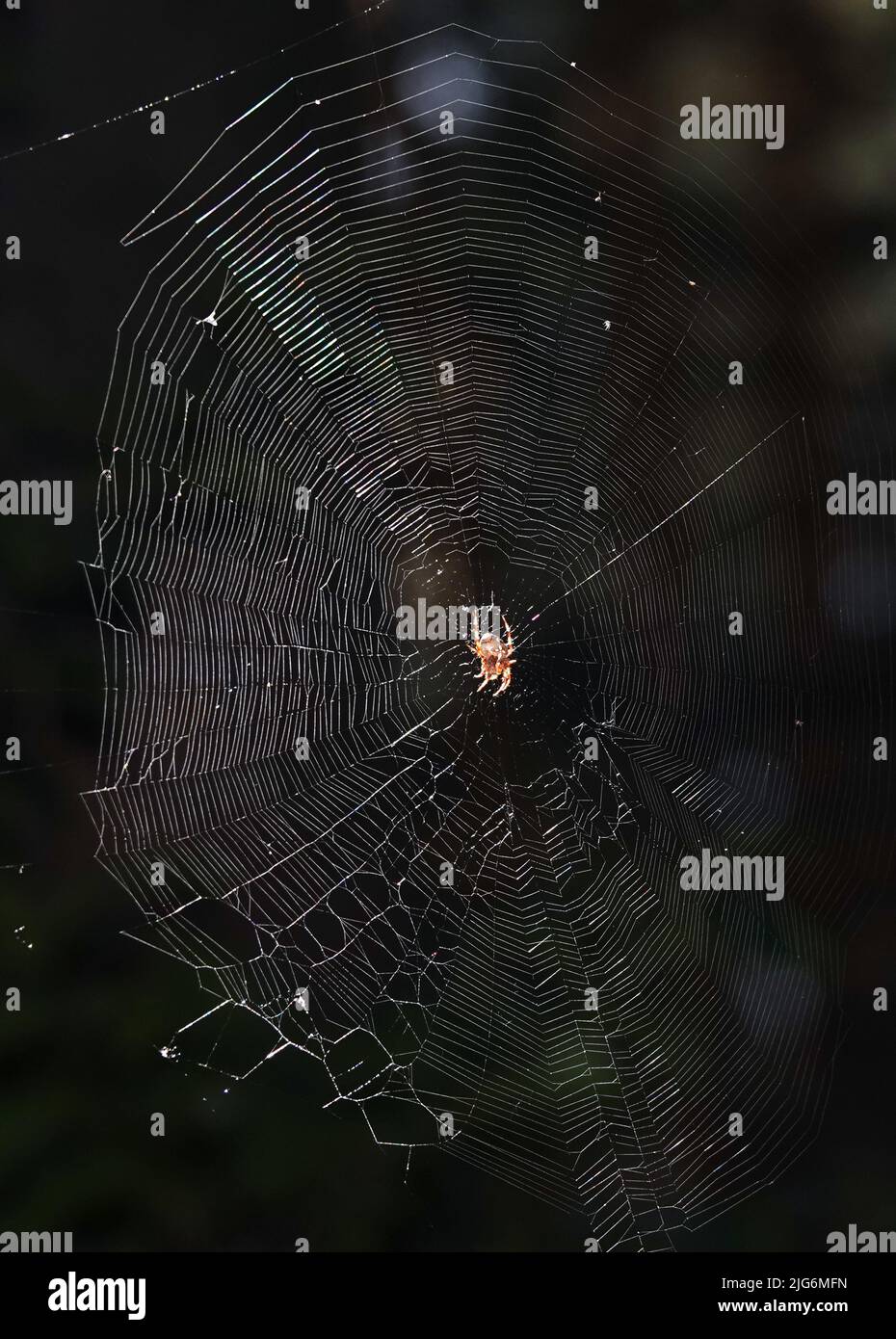 Spider Common Cross sitzt auf einem Netz, das in den ukrainischen Wäldern lebt Stockfoto