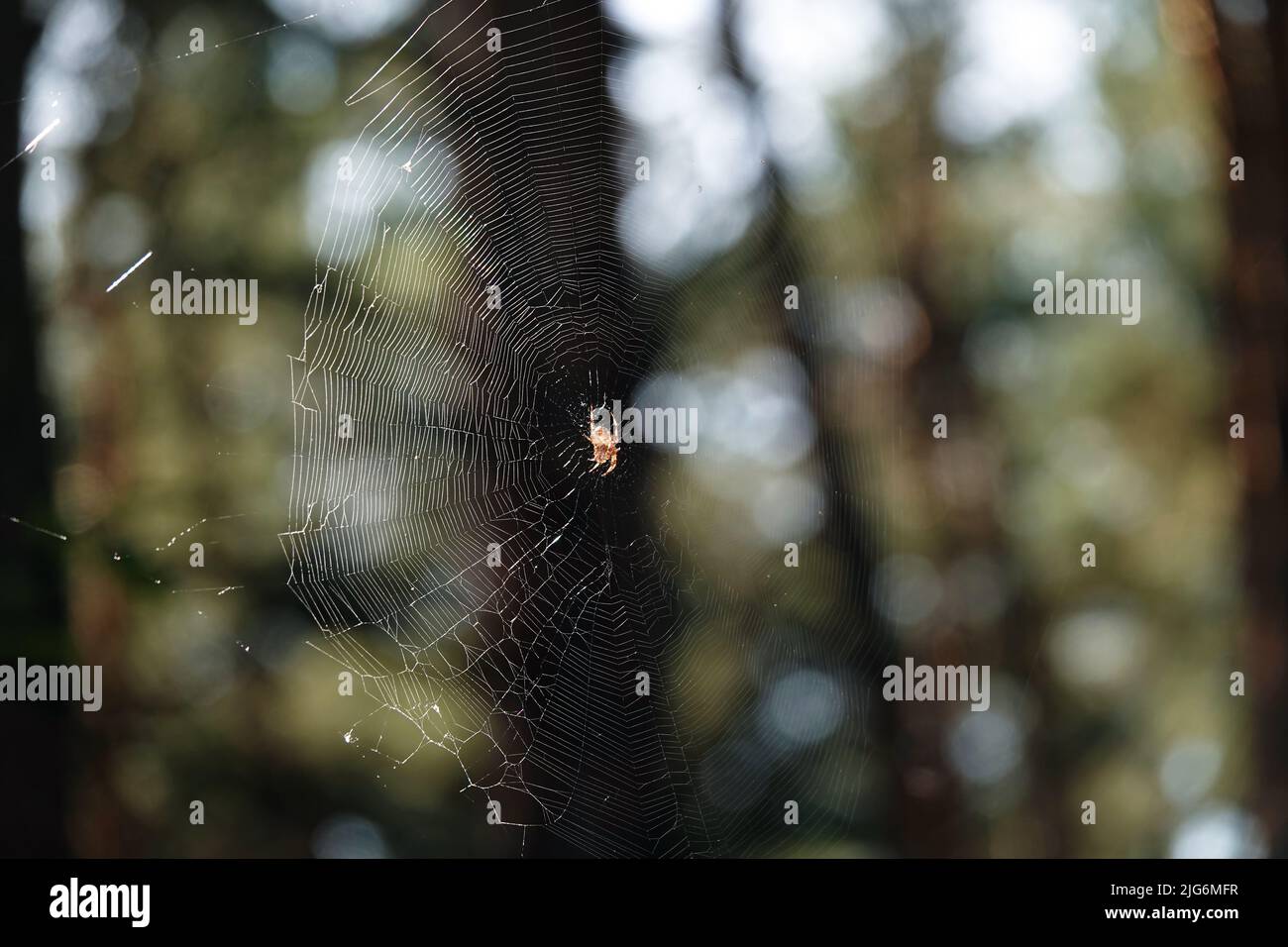 Spider Common Cross sitzt auf einem Netz, das in den ukrainischen Wäldern lebt Stockfoto