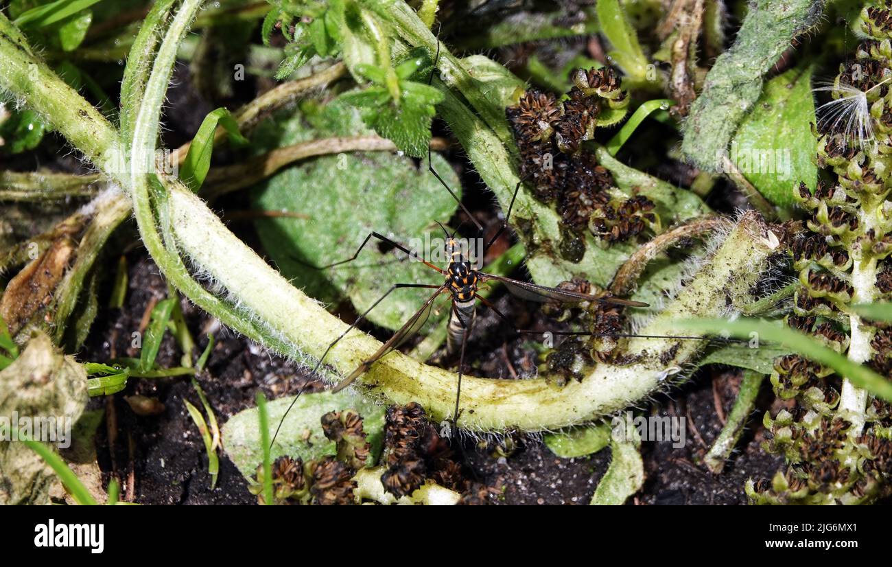 Große Mücke im grünen Gras und Blättern Stockfoto