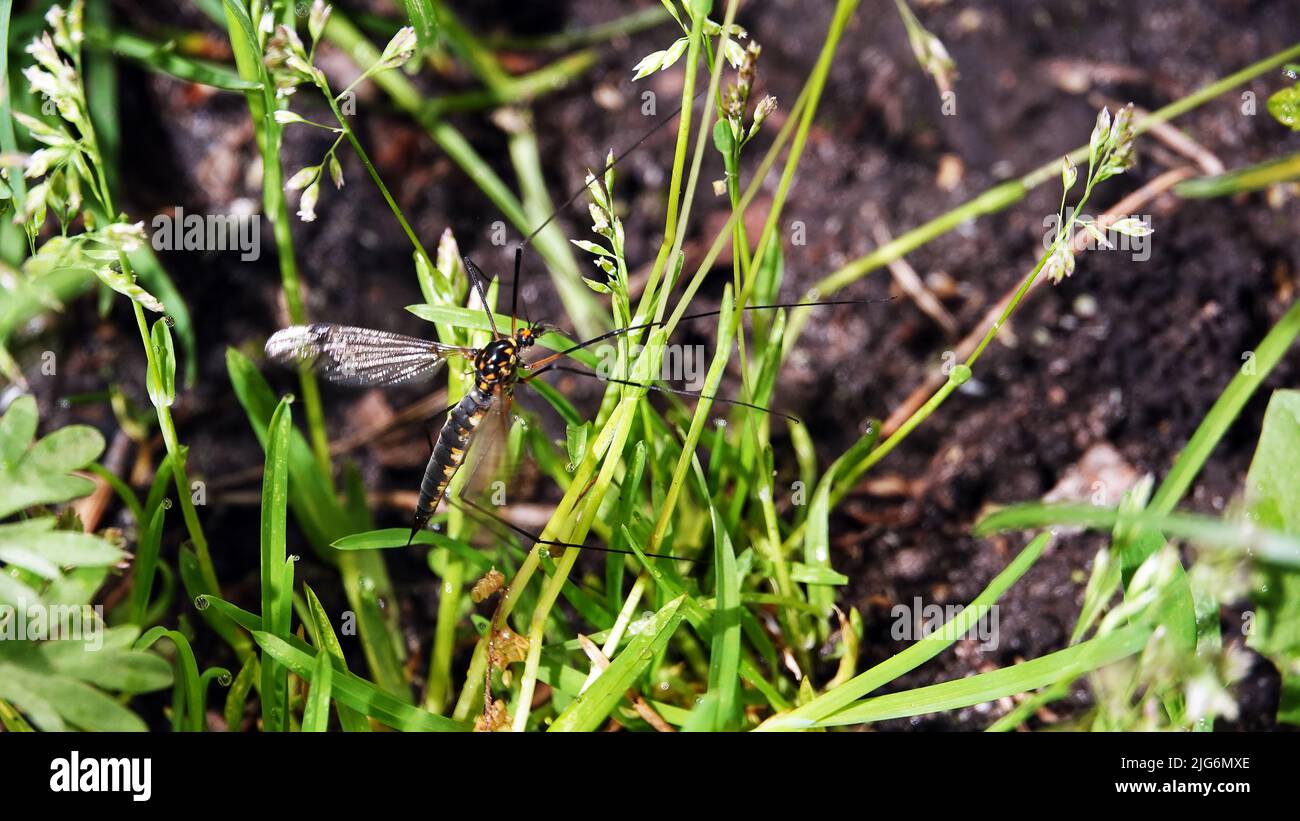 Große Mücke im grünen Gras und Blättern Stockfoto