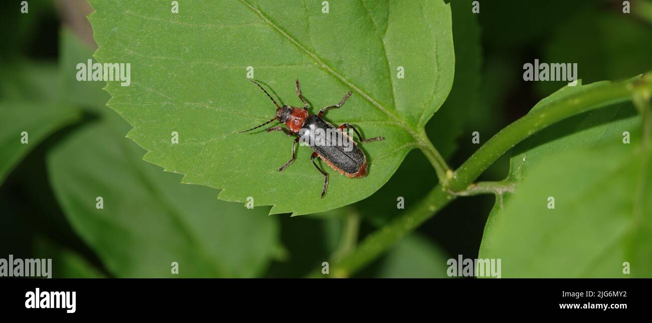 Weicher Käfer im Gras auf grünen Blättern Stockfoto