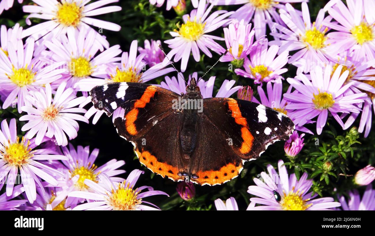 Schmetterling frisst Nektar mit Blumen in seinen Proboscis Stockfoto