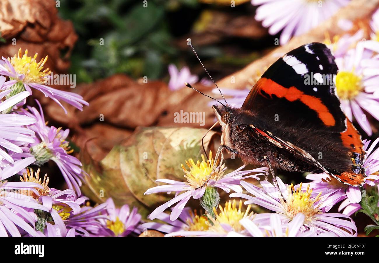 Schmetterling frisst Nektar mit Blumen in seinen Proboscis Stockfoto