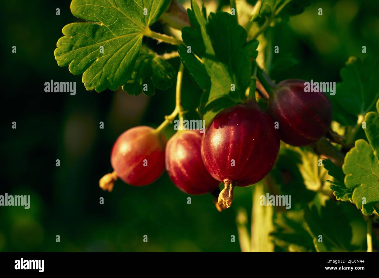 Nahaufnahme Rosa Stachelbeerfrüchte reifen am Ast im Garten in der Morgensonne Stockfoto