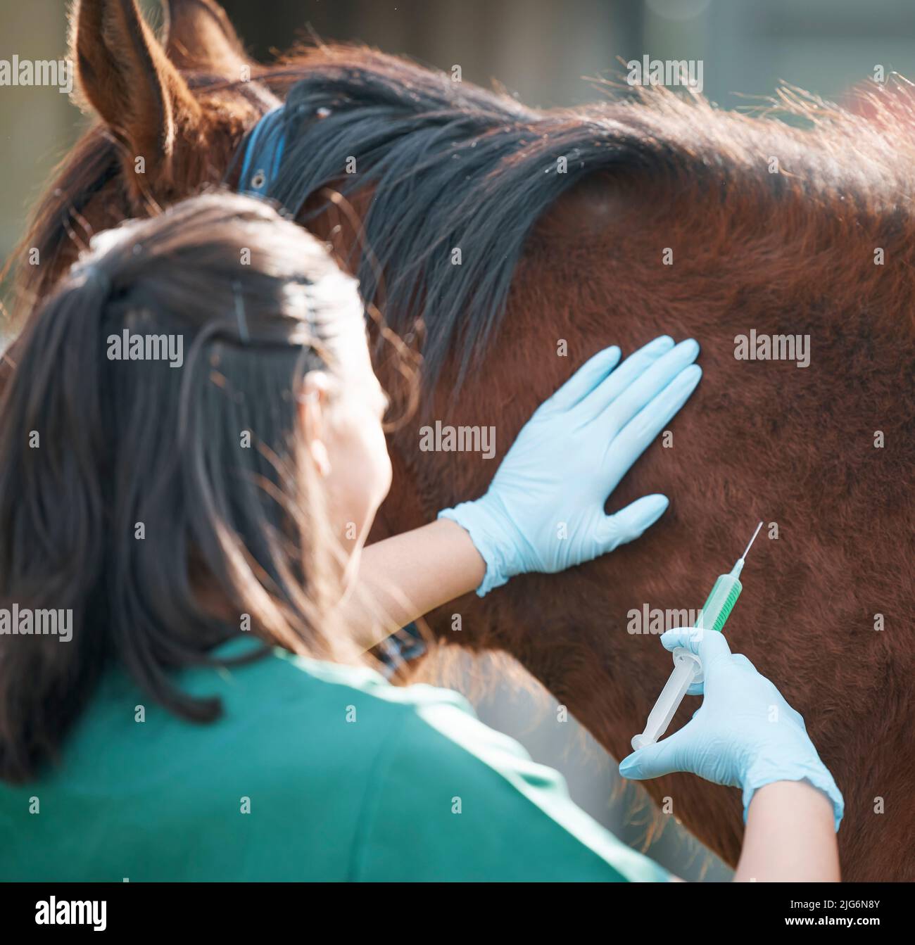 Dies dauert nur eine Sekunde. Aufnahme eines nicht erkennbaren Tierarztes, der allein steht und einem Pferd auf einer Farm eine Injektion gibt. Stockfoto