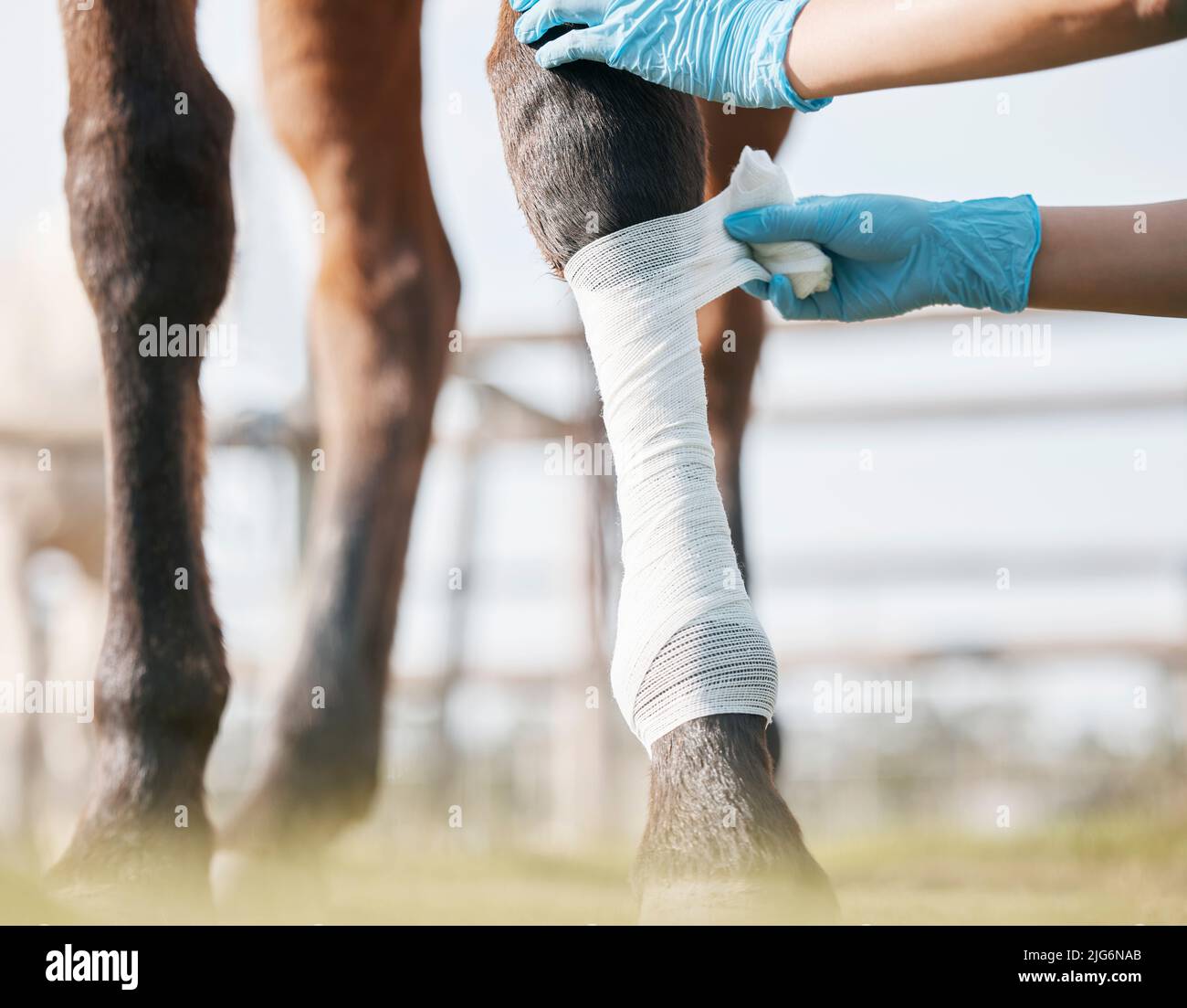 Sie werden sehr bald wieder normal sein. Ausgeschnittene Aufnahme eines nicht erkennbaren Tierarztes, der auf einer Farm einen Verband um ein Pferdebein wickelt. Stockfoto