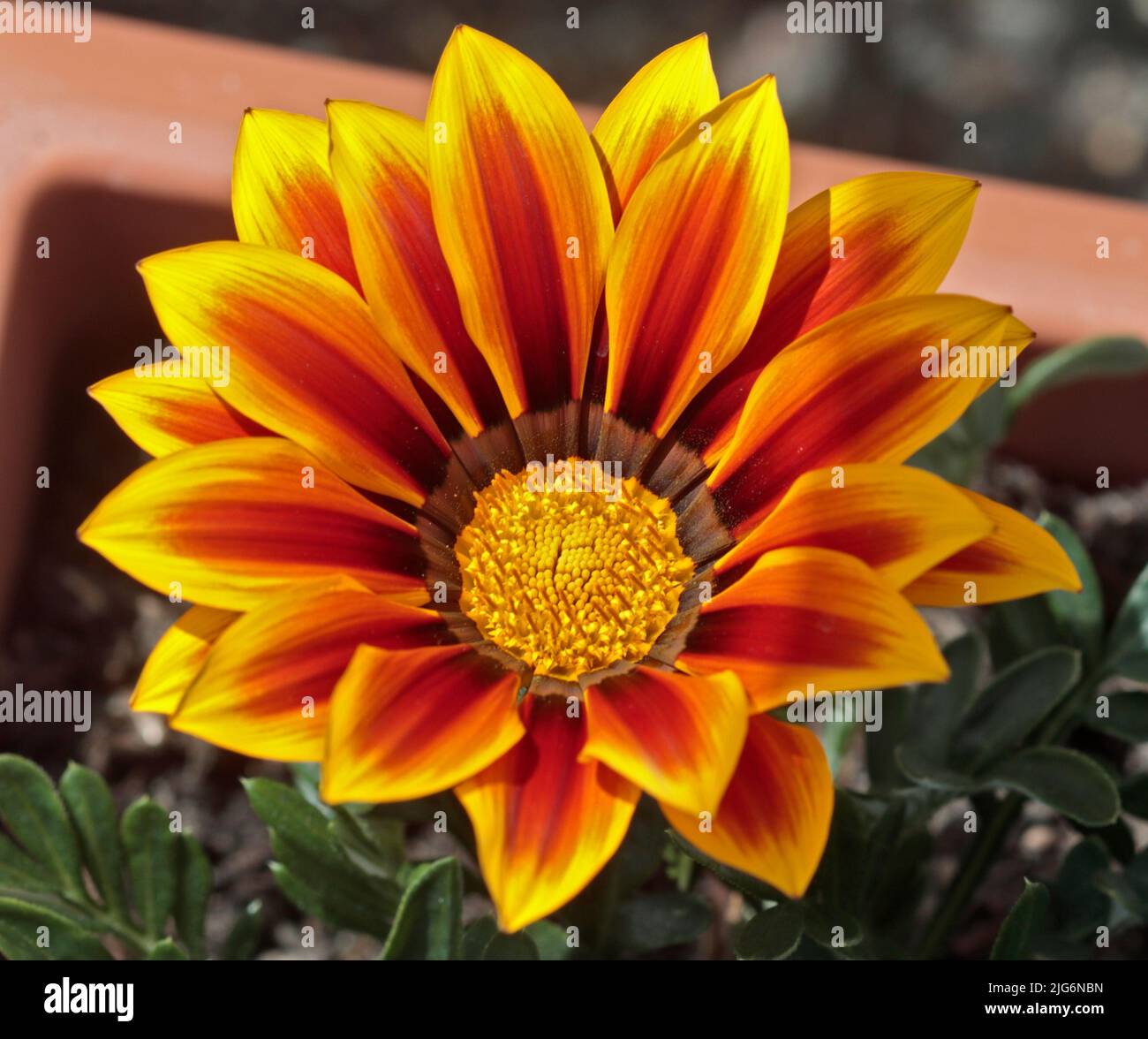 Orange und Gelbe Gazania Stockfoto