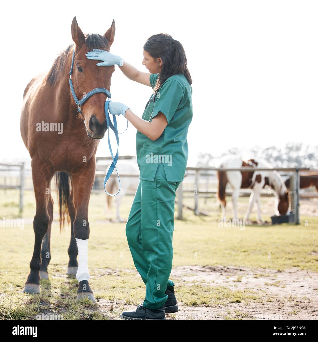 Ich habe mich in letzter Zeit ein wenig unter dem Wetter gefühlt. Ganzkörperaufnahme eines jungen Tierarztes, der allein steht und sich auf einem Bauernhof um ein Pferd kümmert. Stockfoto