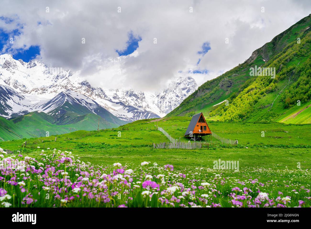 Grüne Weide und Blumen gegen den höchsten georgischen Berg Shkhara bei Ushguli in Georgien. Stockfoto