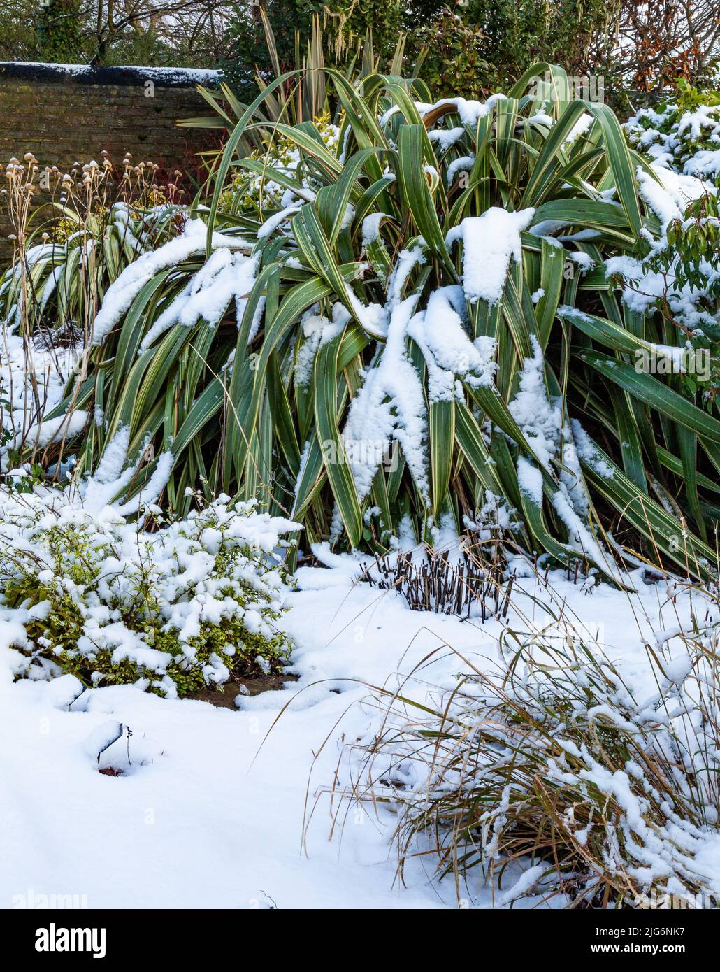 Phormium (neuseeländischer Flachs) mit Schnee bedeckt. Diese große Pflanze dominiert einen Garten nach Schnee in Yorkshire. Stockfoto