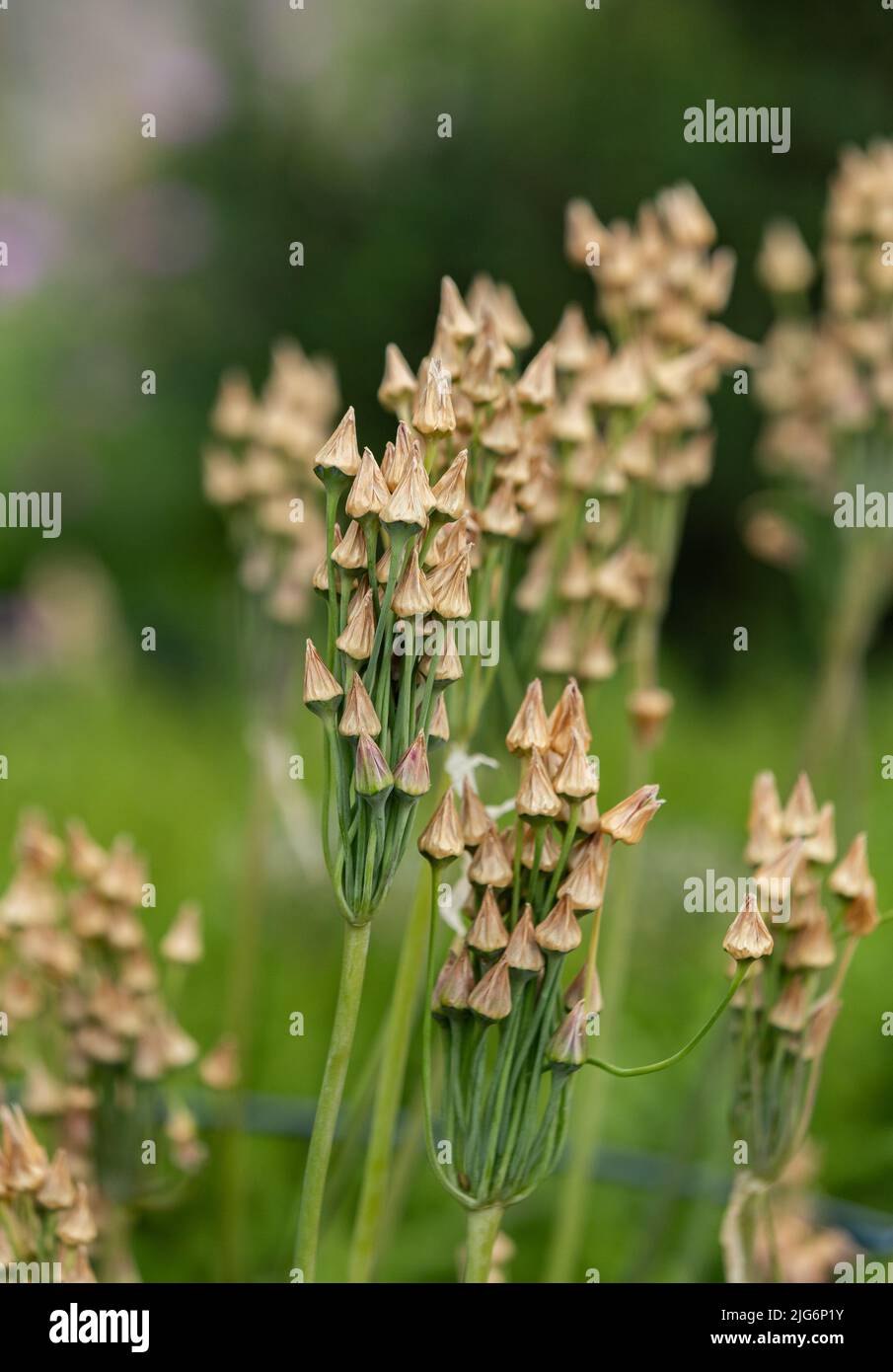 Samenschoten aus Allium siculum. Sizilianischer Honig Knoblauch. Stockfoto