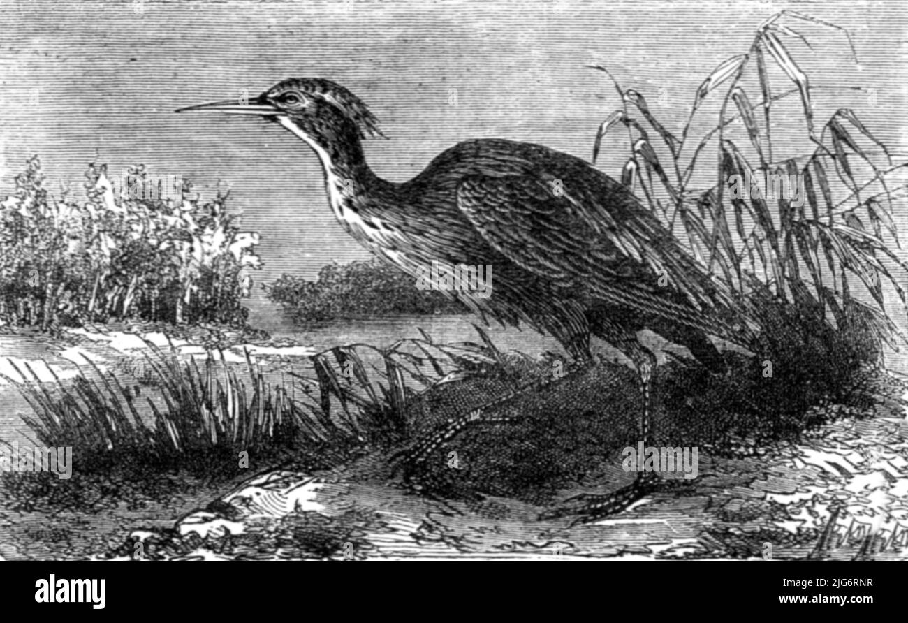 „The Green Heron (Ardea virescens); A Flying Visit to Florida“, 1875. Aus, 'Illustrated Travels' von H.W. Bates. [Cassell, Petter, and Galpin, c1880, London] Belle Sauvage Works.London E.C. Stockfoto