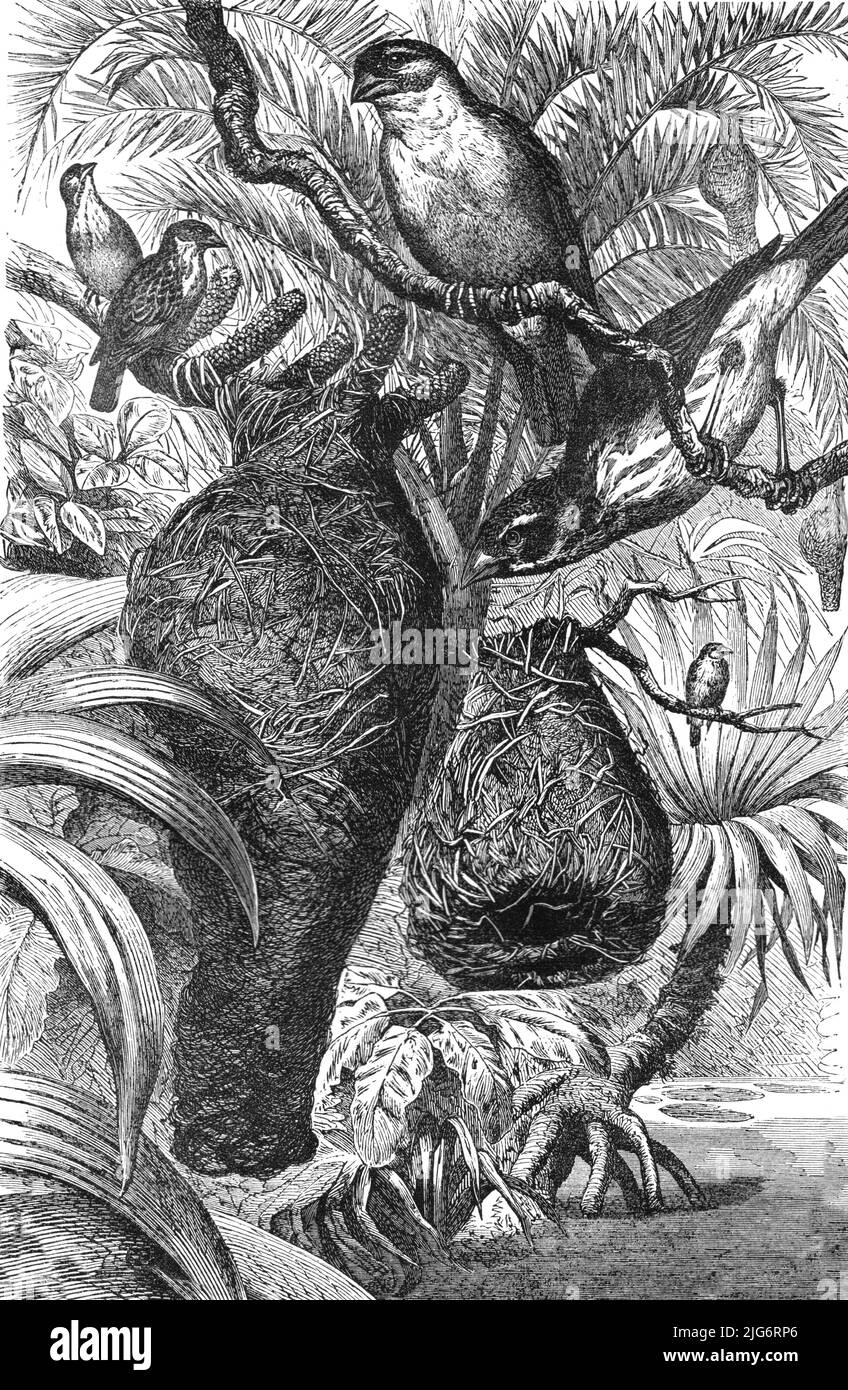 'Webervögel und ihre Nester; Notizen eines Naturalisten in den nordwestlichen Provinzen Indiens', 1875. Aus, 'Illustrated Travels' von H.W. Bates. [Cassell, Petter, and Galpin, c1880, London] Belle Sauvage Works.London E.C. Stockfoto